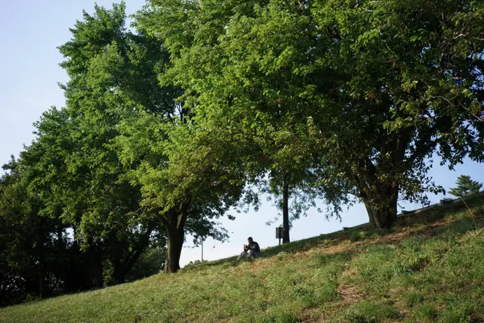A photo of a man sitting under a tree on a hill in Bath Beach